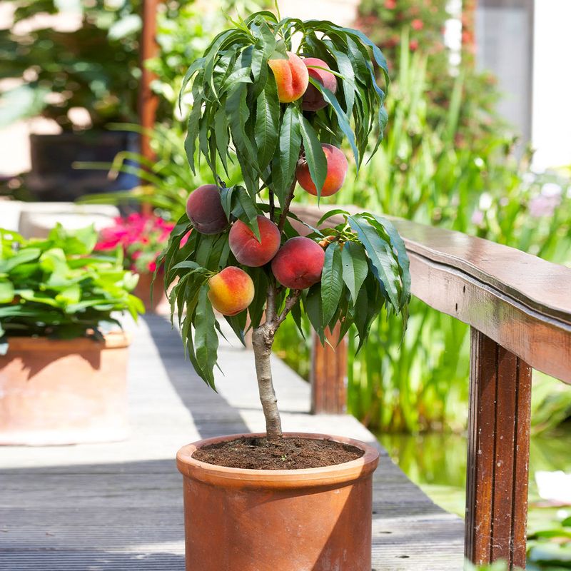 Dwarf Peach Adds Soft Blossoms And Summer Fruit Dwarf Peach Adds Soft Blossoms And Summer Fruit