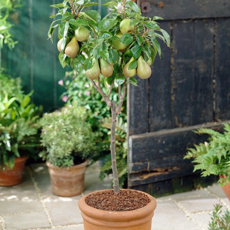 Dwarf Pear Adds Gentle Beauty And Backyard Fruit Dwarf Pear Adds Gentle Beauty And Backyard Fruit