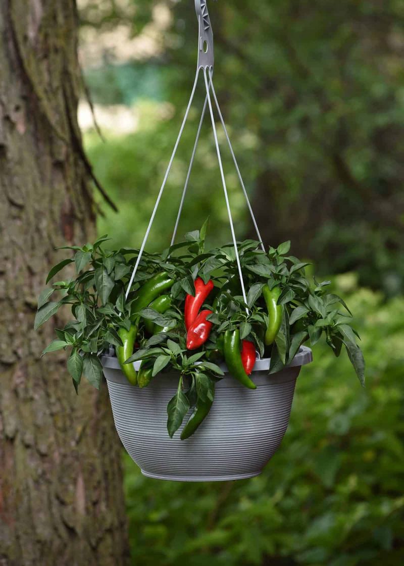 Dwarf Peppers (Capsicum annuum Compact Varieties)