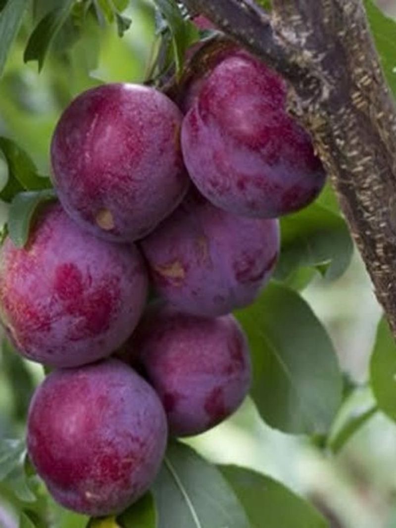 Dwarf Plum Brings Rich Color And Seasonal Interest Dwarf Plum Brings Rich Color And Seasonal Interest