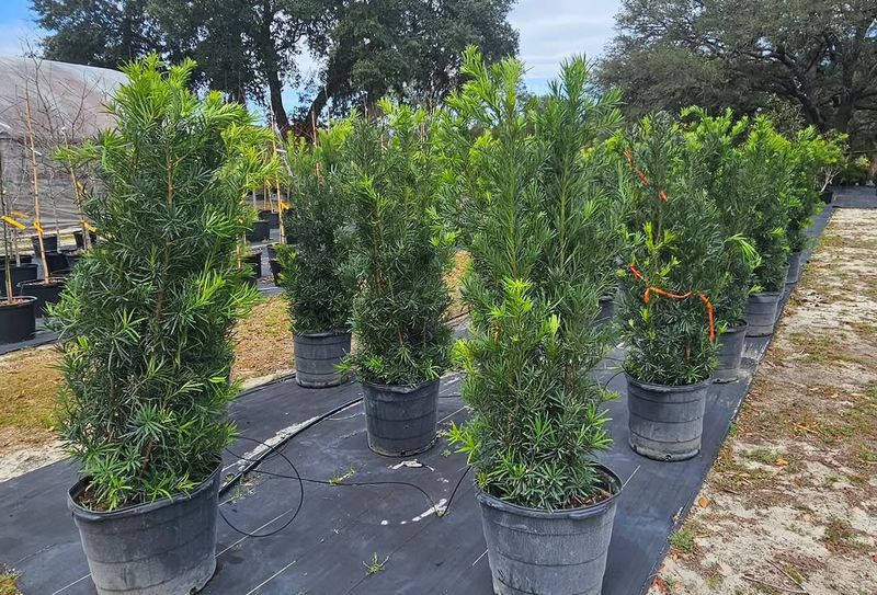 Dwarf Podocarpus Creates A Clean Green Screen In Narrow Spaces