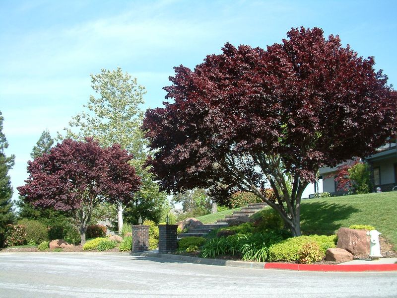 Thundercloud Plum (Prunus Cerasifera)