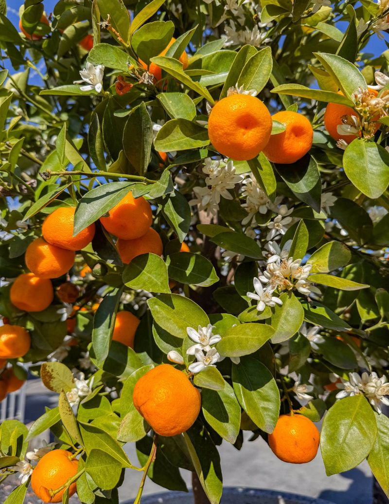 Dwarf Satsuma Mandarin Dwarf Satsuma Mandarin
