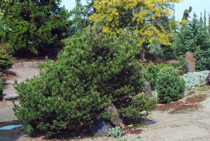Dwarf Shore Pine Adds Native Evergreen Cover