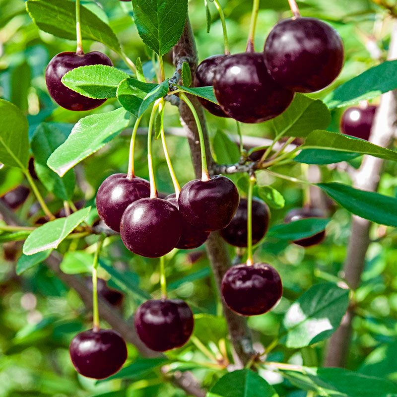 Dwarf Sour Cherry Brings Spring Color And Tart Fruit Dwarf Sour Cherry Brings Spring Color And Tart Fruit