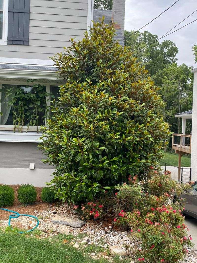 Dwarf Southern Magnolia Dwarf Southern Magnolia