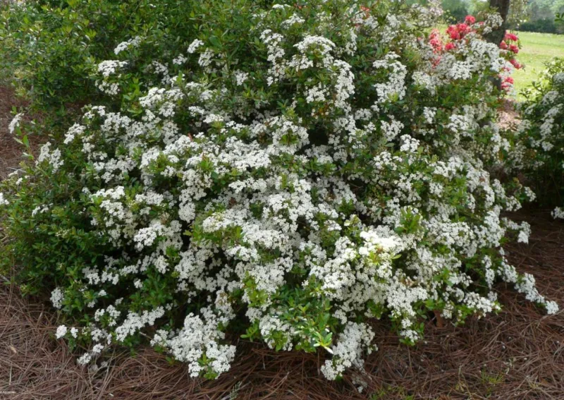 Dwarf Walter's Viburnum Keeps The Entrance Neat And Native