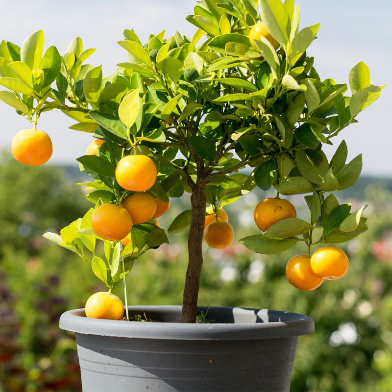 Dwarf Washington Navel Orange Dwarf Washington Navel Orange
