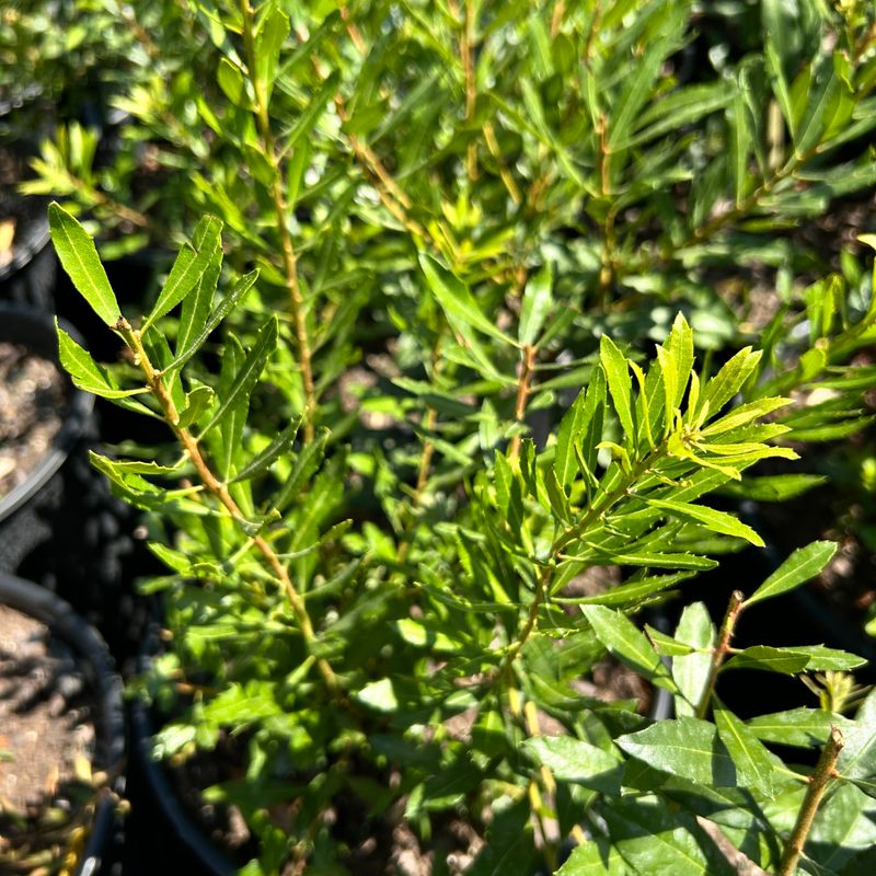 Dwarf Wax Myrtle