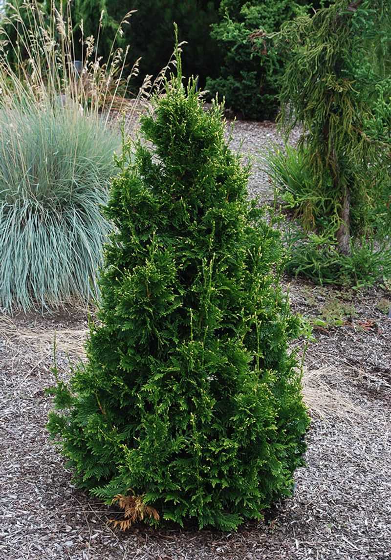 Dwarf Western Red Cedar Offers Year-Round Cover