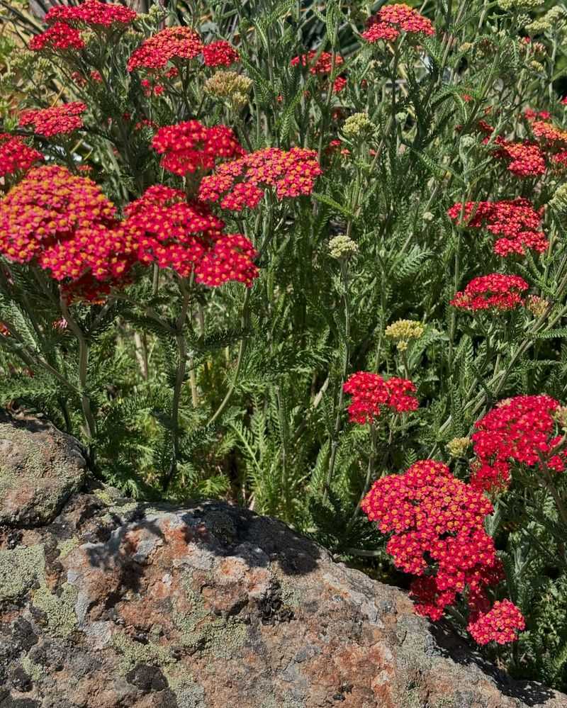 Dwarf Yarrow Dwarf Yarrow