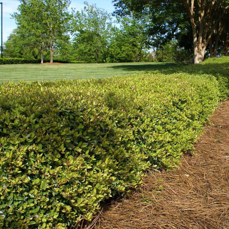 Dwarf Yaupon Holly Is The Boxwood Swap Florida Needs