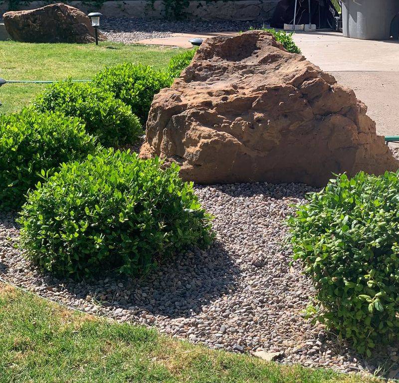 Dwarf Yaupon Holly Is The Native Shrub Texans Use For Foundation Plantings Dwarf Yaupon Holly Is The Native Shrub Texans Use For Foundation Plantings