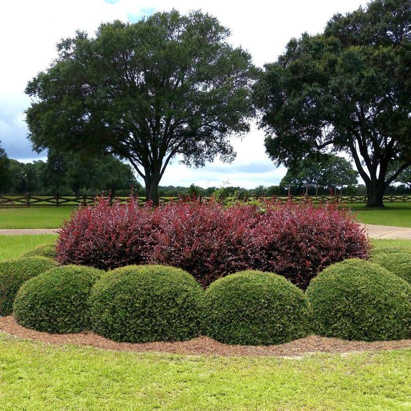 Dwarf Yaupon Holly Mimics Boxwood Structure Dwarf Yaupon Holly Mimics Boxwood Structure