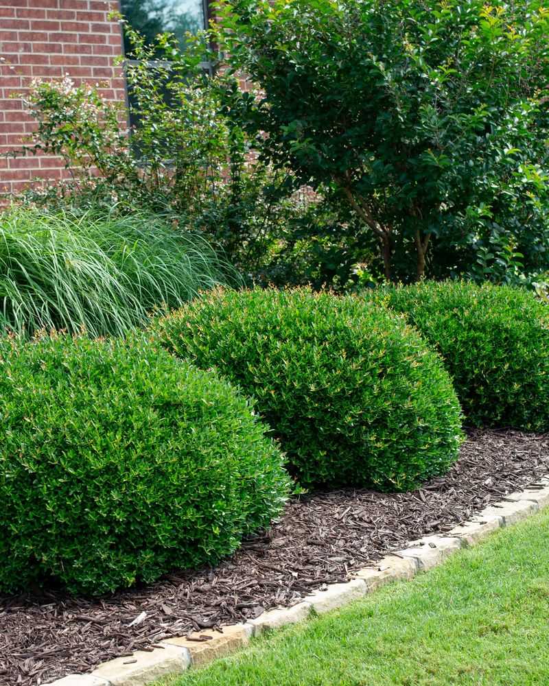 Dwarf Yaupon Holly