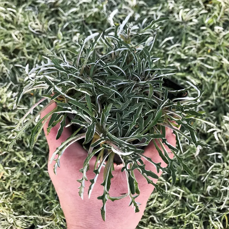 Dymondia Groundcover Dymondia Groundcover