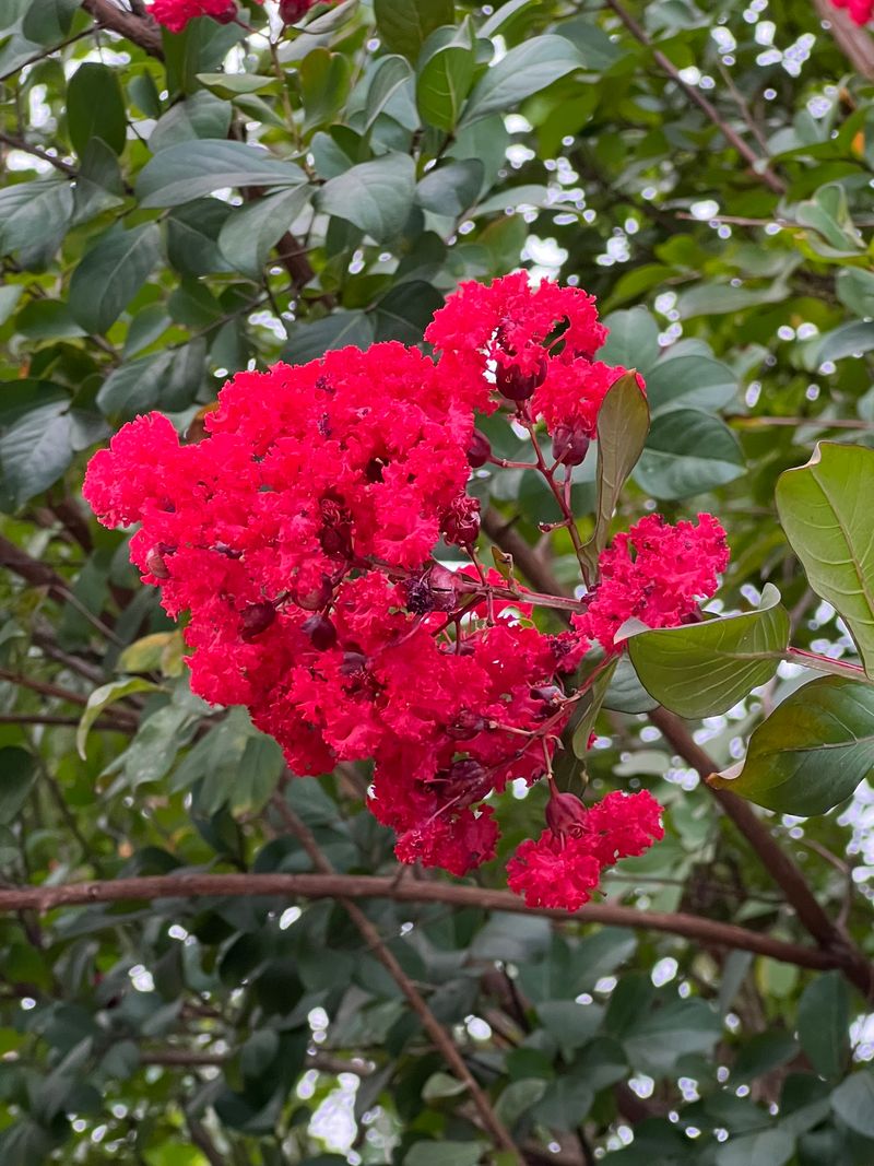 Dynamite Gives Gardens Bright Red Color In Full Sun