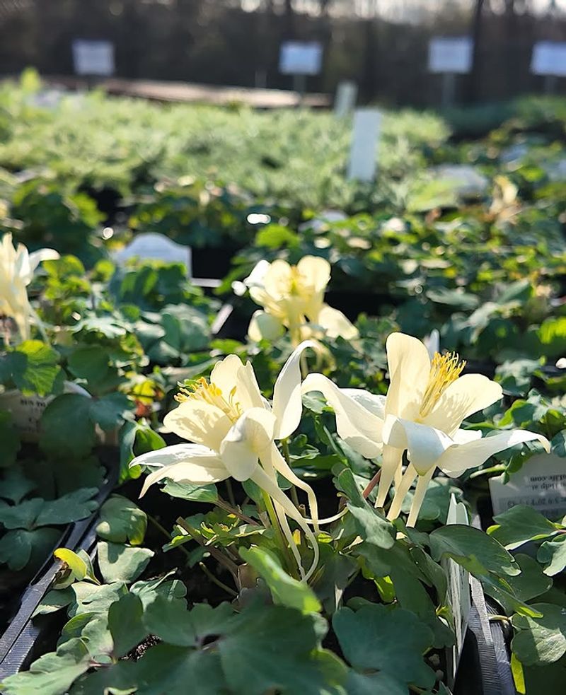Early Bloom Timing Avoids Summer Stress