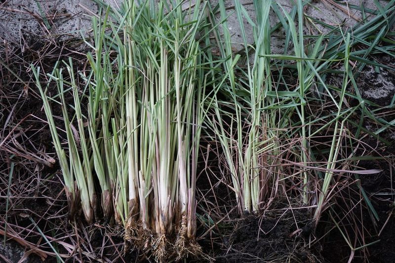 Early Dividing Helps Lemongrass Handle Heat Better Early Dividing Helps Lemongrass Handle Heat Better