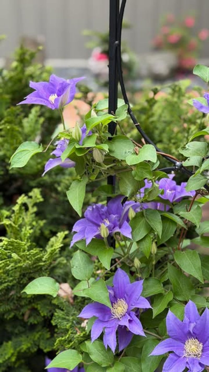 Early-Flowering Types (Group 1) Should Not Be Pruned In Spring