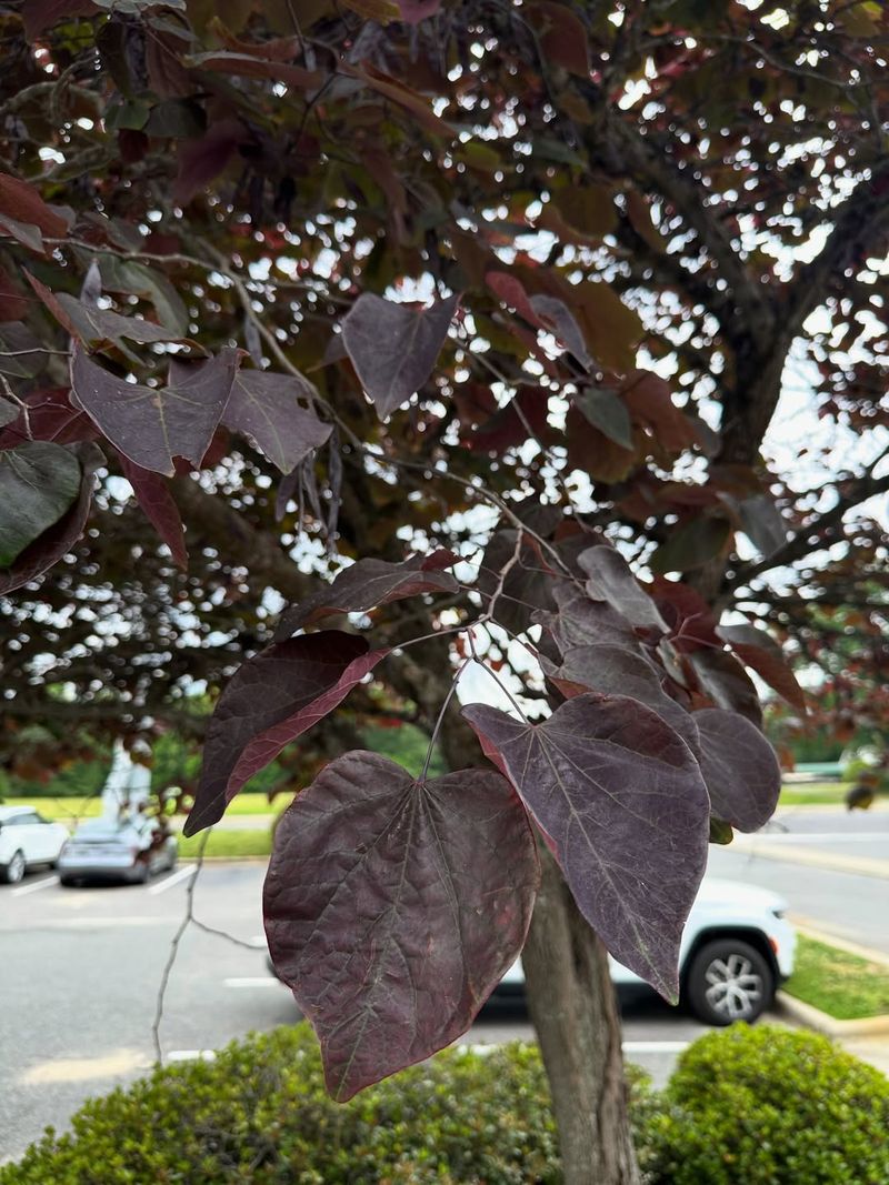Early Leaf Drop Before Fall Arrives