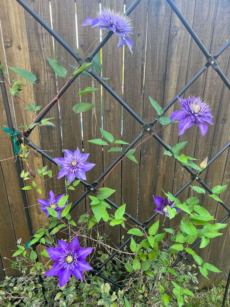 Early May Is Still A Good Time To Feed Clematis Early May Is Still A Good Time To Feed Clematis