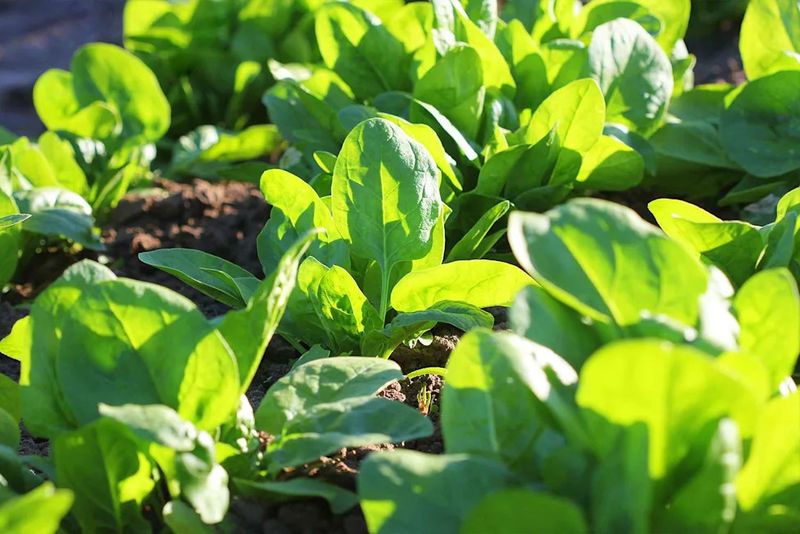 Early May Spinach Still Earns Its Spot