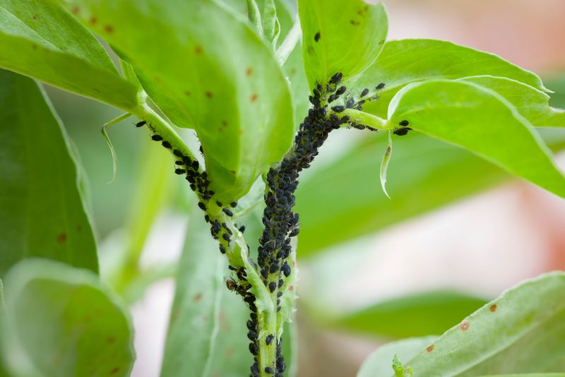 Early Pest Monitoring