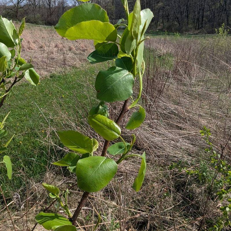 Early Removal Is Easier Before Seedlings Get Established