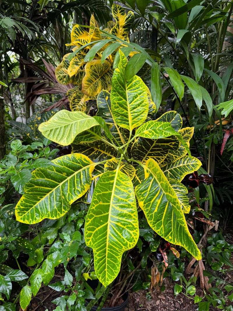 Early Spring Gives Crotons Time To Settle