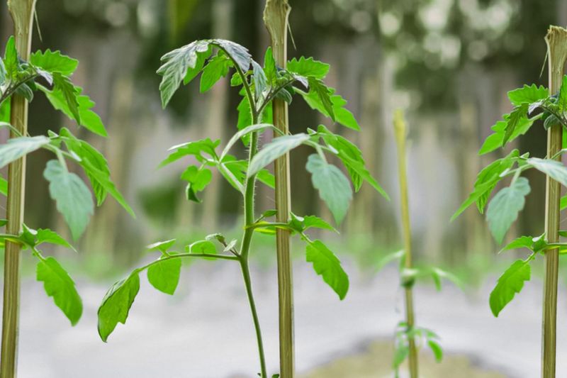 Early Support Keeps Tomatoes Growing Cleanly