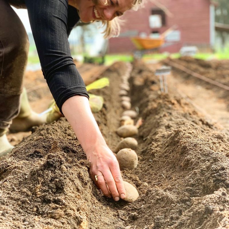 Early Timing Gives Potatoes A Better Start