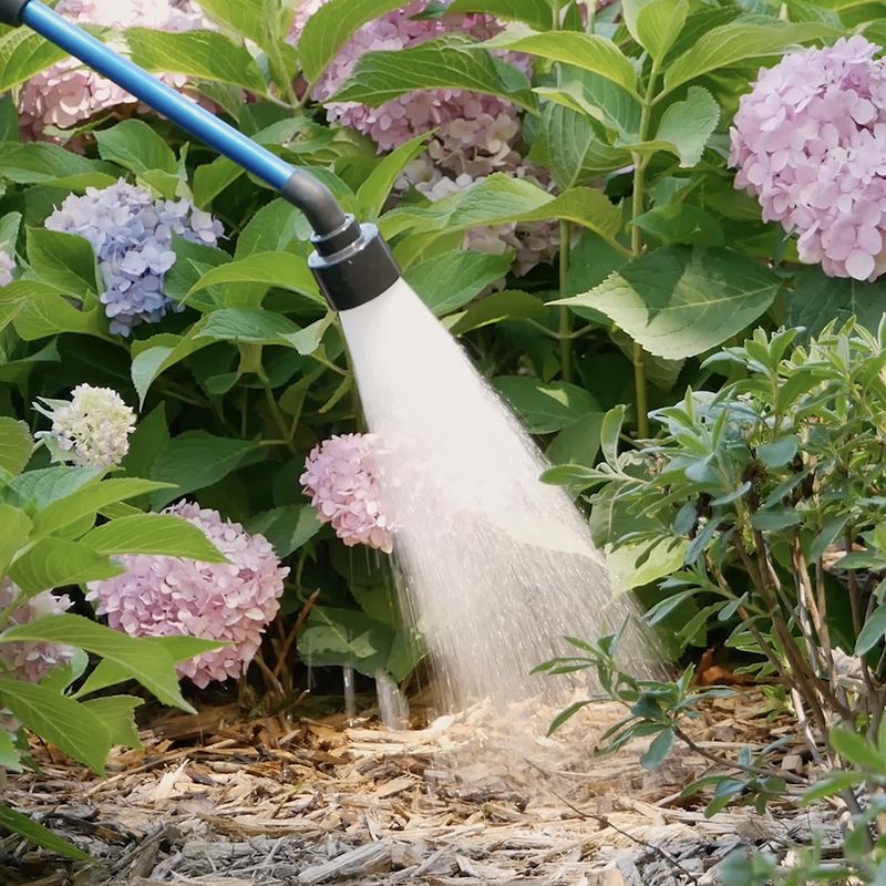 Early Watering Helps Roots Take In Nutrients More Steadily