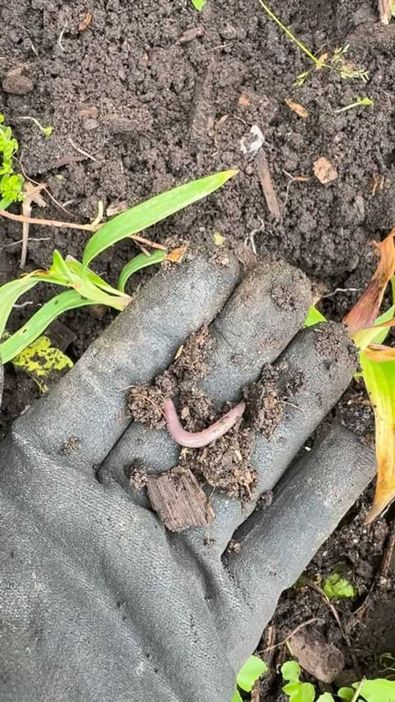 Earthworms Are Hard To Find In The Garden