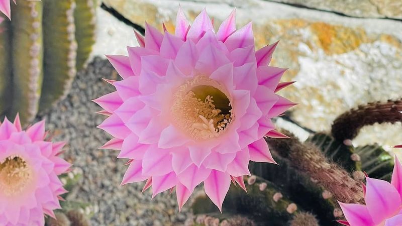 Easter Lily Cactus Opens Massive Pink Blooms That Stand Out In Desert Gardens