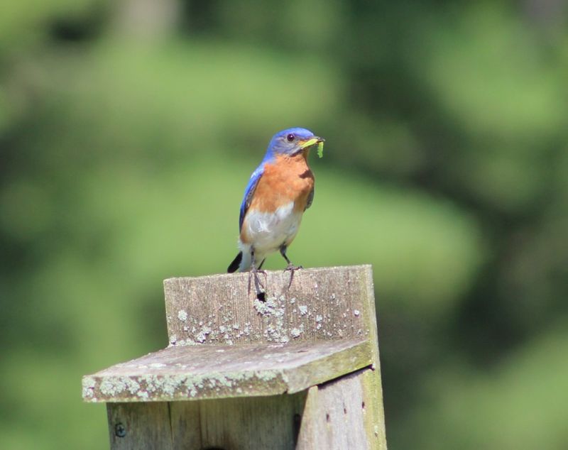 Eastern Bluebirds Hunt More In Open Yards