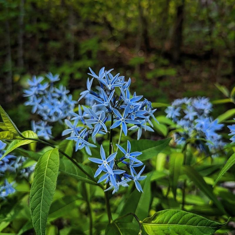 Eastern Bluestar