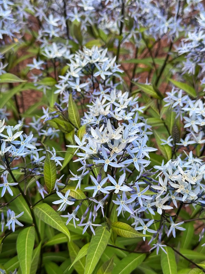 Eastern Bluestar 