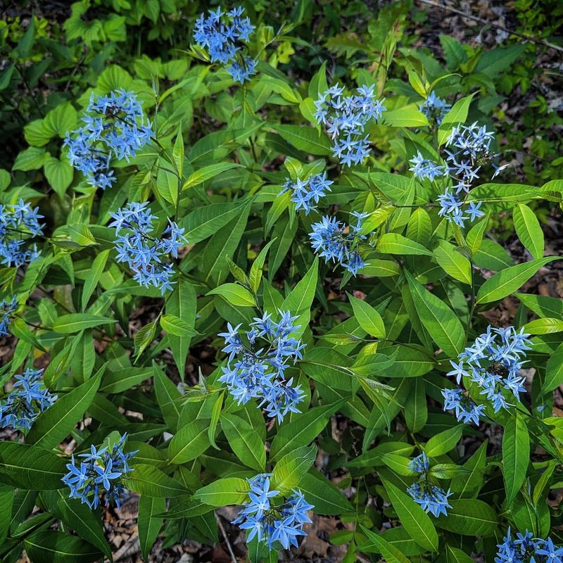 Eastern Bluestar Eastern Bluestar