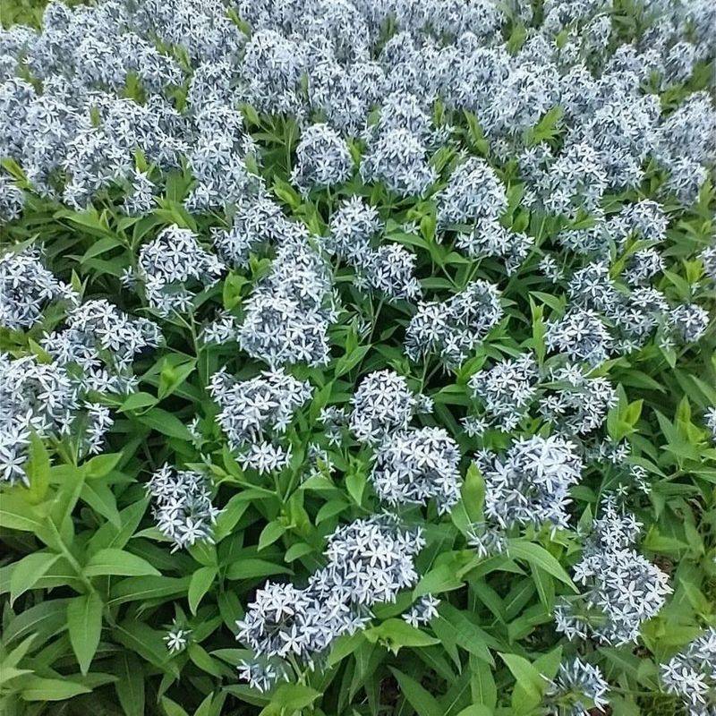 Eastern Bluestar