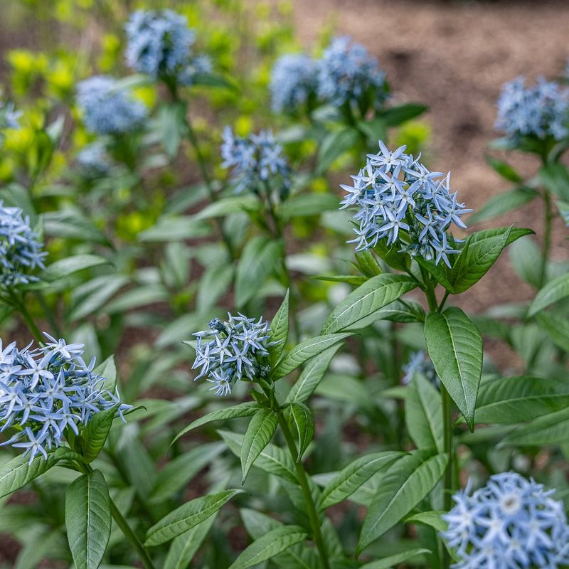 Eastern Bluestar Looks Good Long After Spring Flowers Fade