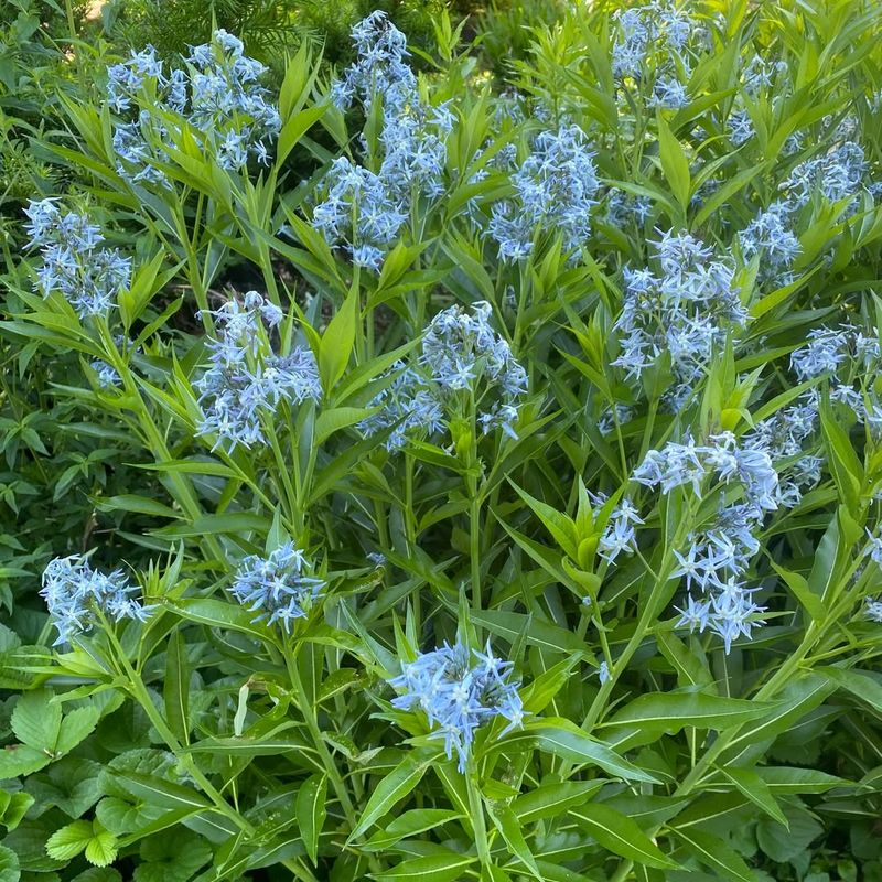 Eastern Bluestar 