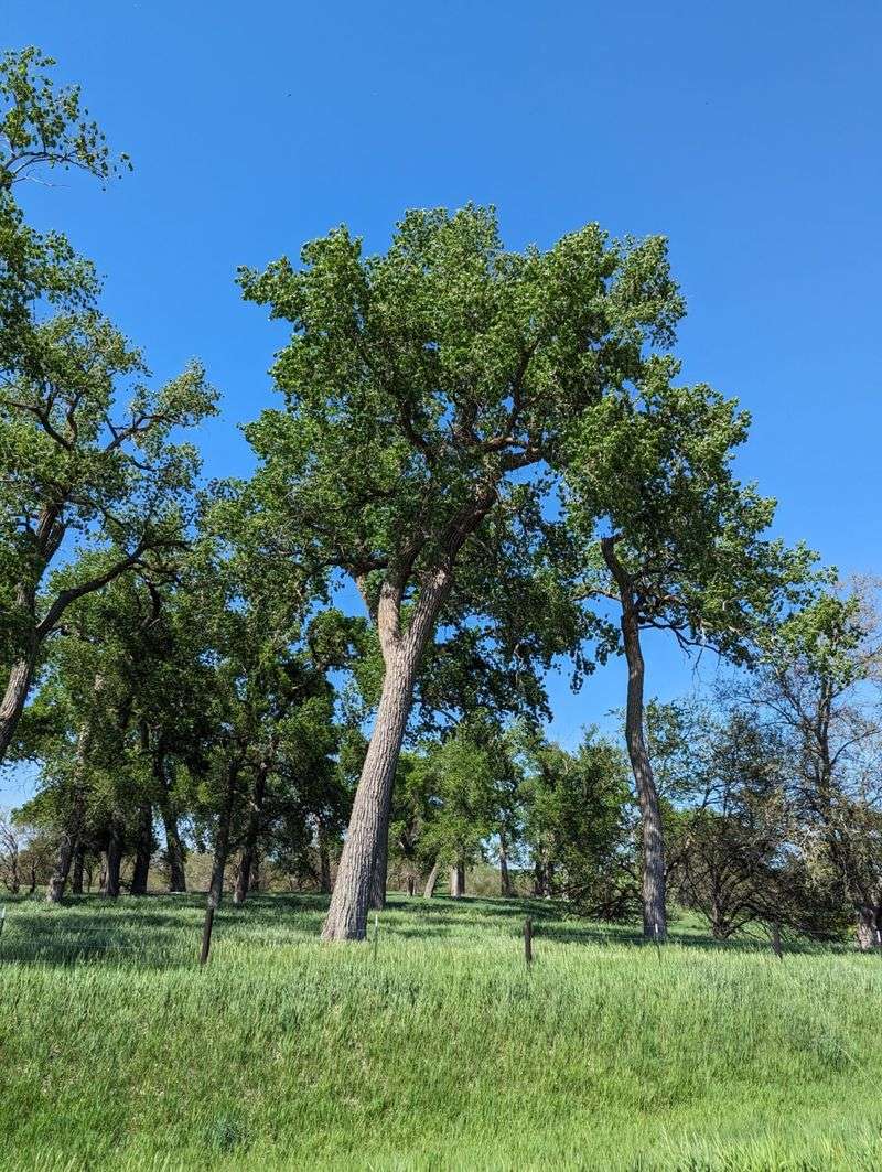 Eastern Cottonwood Causes Trouble Near Homes
