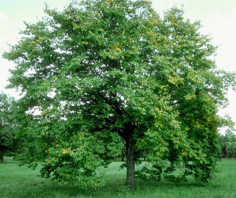 Eastern Hop-Hornbeam Handles Tough Spots Well
