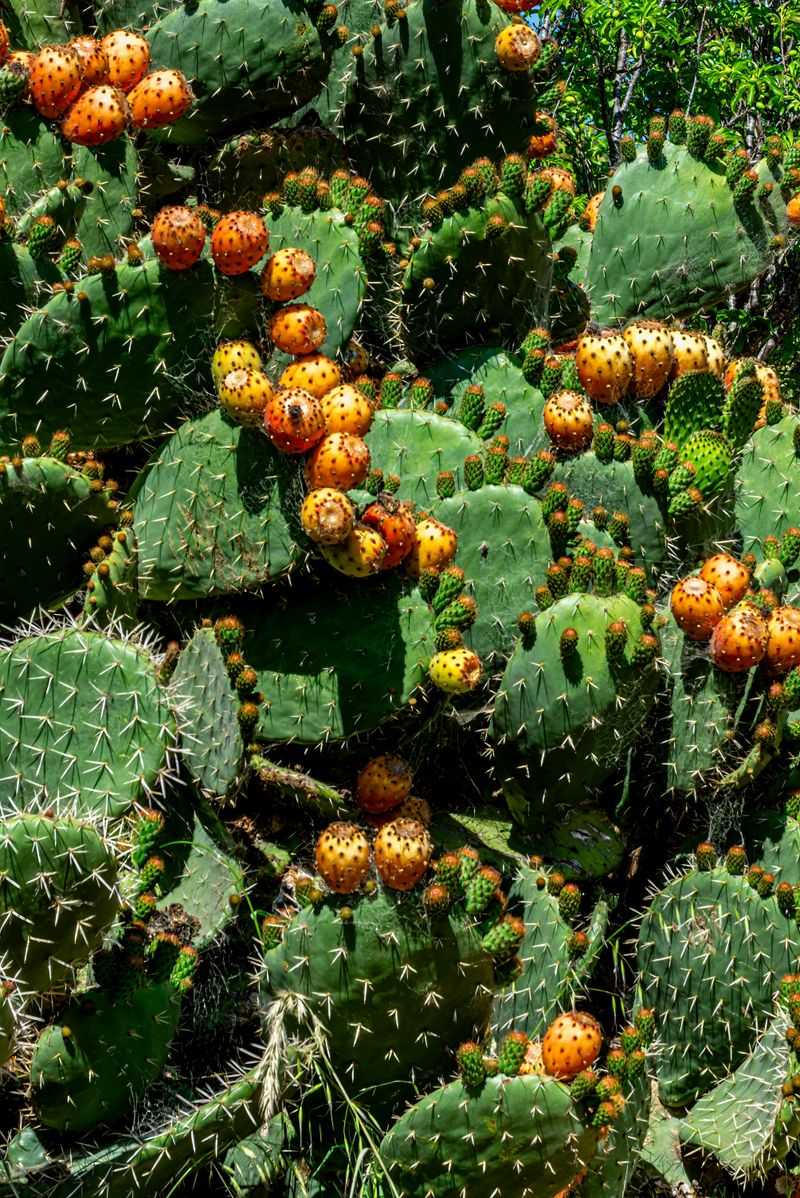 Eastern Prickly Pear Cactus