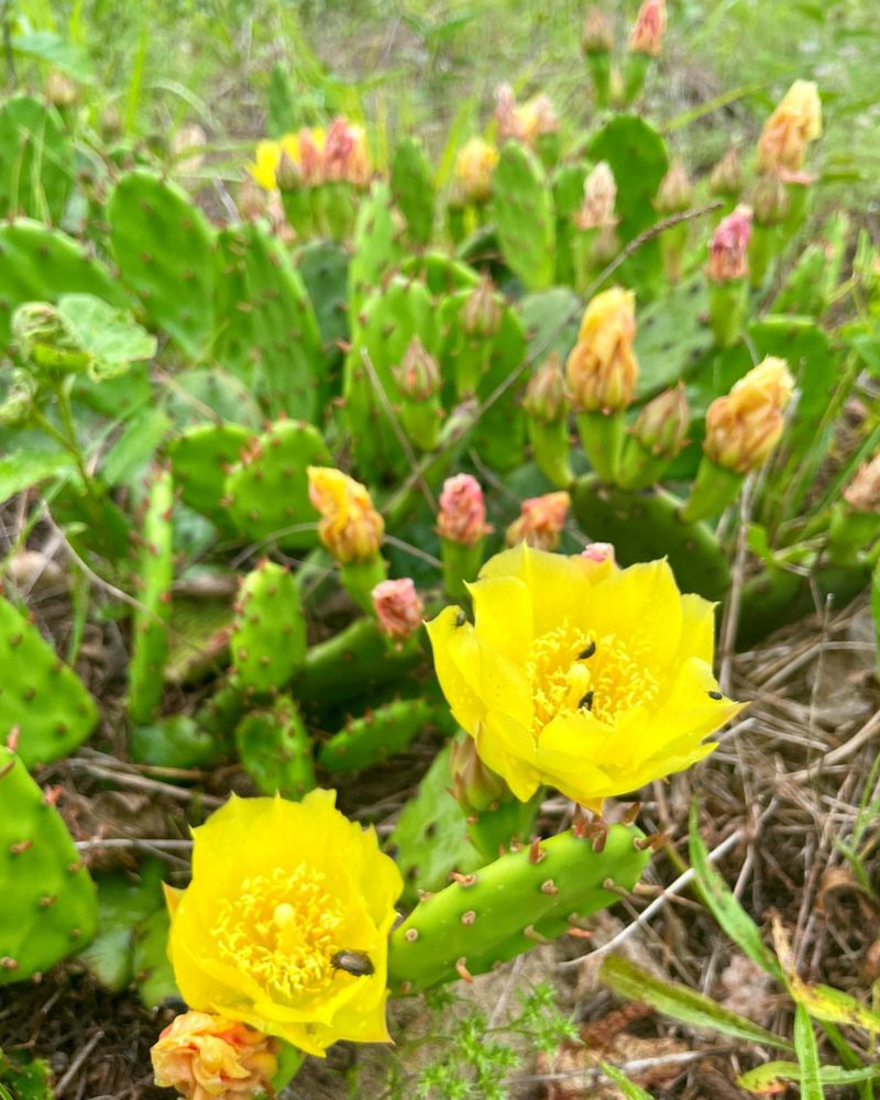 Eastern Prickly Pear (Opuntia Humifusa)