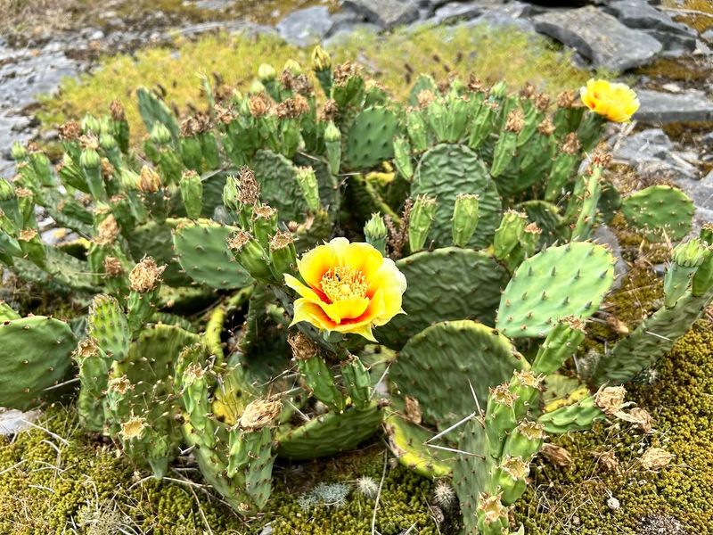 Eastern Prickly Pear