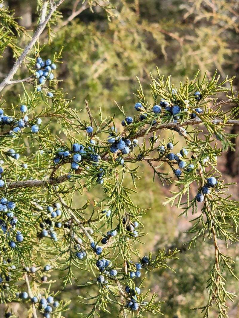 Eastern Red Cedar