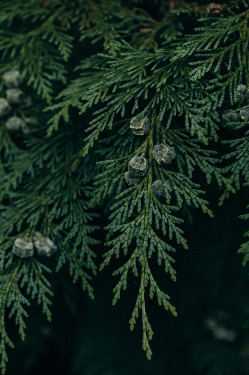 Eastern Red Cedar Eastern Red Cedar