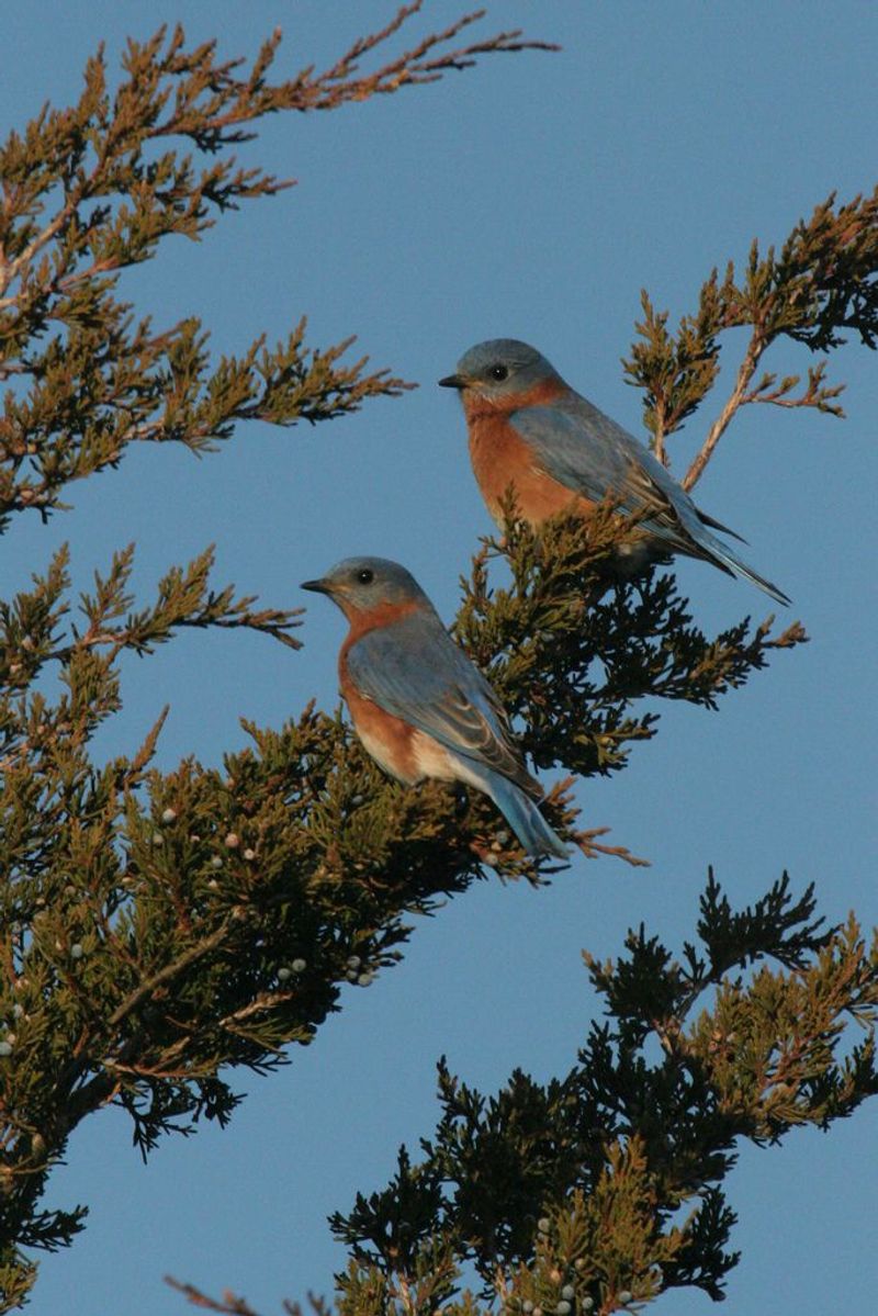 Eastern Red Cedar (Juniperus Virginiana)